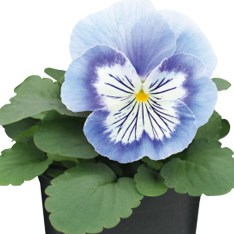 Viola wittrockiana Cats Plus